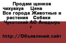 Продам щенков чихуахуа  › Цена ­ 10 000 - Все города Животные и растения » Собаки   . Чукотский АО,Анадырь г.